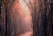 23岁新星赛季报销!需接受脚踝手腕两项手术 连续三年提前结束赛季.